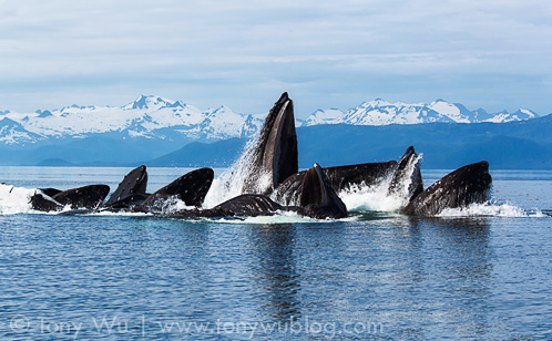 Humpback whales bubble net feeding in Alaska