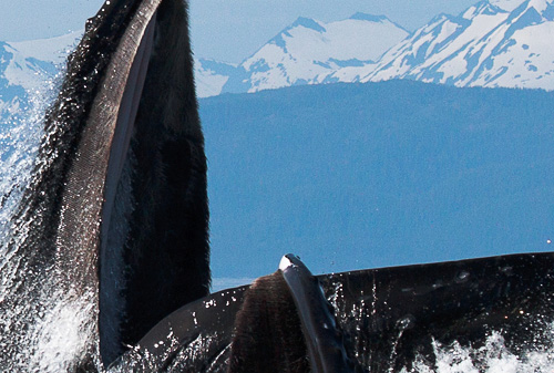 humpback whale image before Nik Software Define 2.0 100% view before running Nik Software Define 2.0