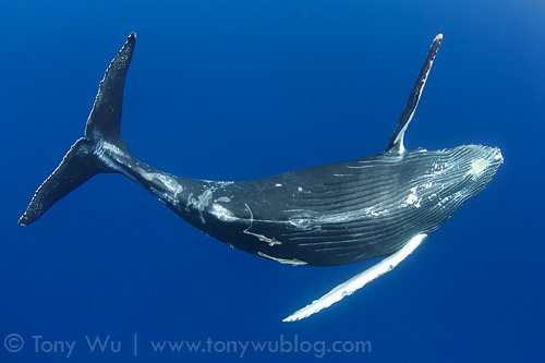 Humpback whale calf playing in the blue, Tonga