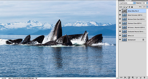 processing humpback whale image with Nik Software humpback whale image, with all Nik Software filters shown