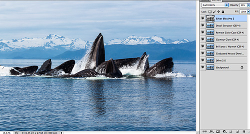 humpback whale image, with all Nik Software filters shown