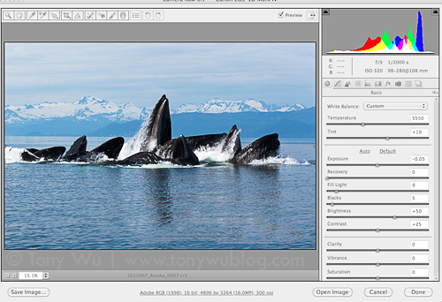 RAW conversion of humpback whale photograph