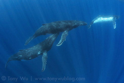Male humpback whale nuzzling underside of another male.