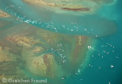 Aerial view of large group of beluga whales, Canada