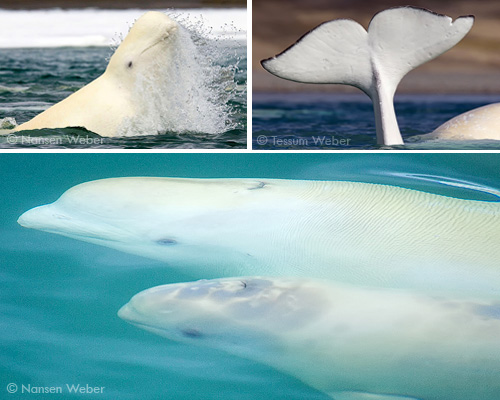Beluga whales in the Canadian Arctic
