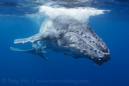 humpback whale calf in Tonga