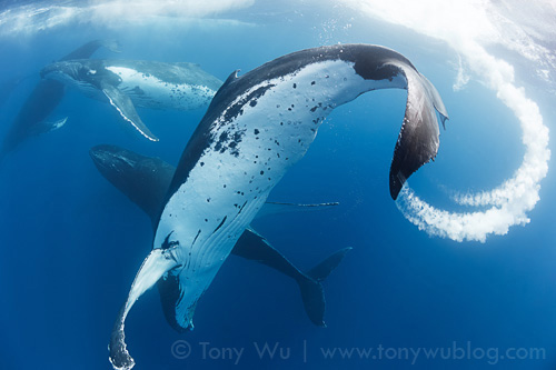 Humpback whales in a heat run, Tonga