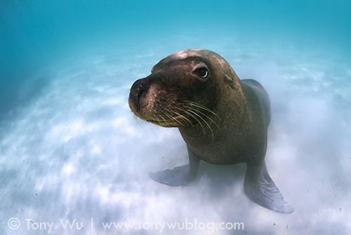 Endangered Australian sea lion (Neophoca cinerea) in shallow water, Carnac Island, Western Australia.