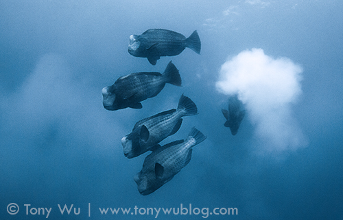 bumphead parrotfish sperm and eggs clouding up the water, palau