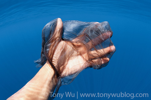 Sperm whale skin